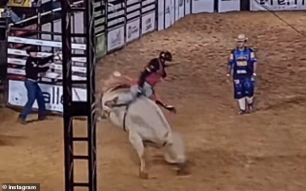Brazil Bullfighter đã bị một